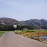 『高峯の山桜』の画像