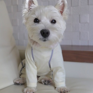 たかシェフのおうちごはん。と、白い犬。と、チワワ。