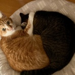 だいじろう日和。