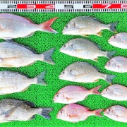 2025年7月19日　釣果