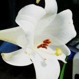 『OIだより(4800回記念)(58)一隅の灯(32)』の画像