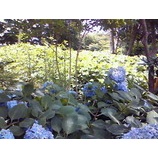 ���߱���ë�֤ˡ٤β���