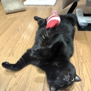 入りたがる猫たち