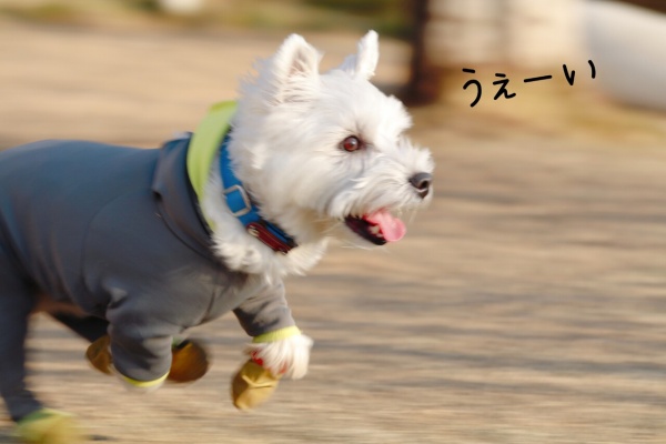 たかシェフのおうちごはん と 白い犬 と チワワ ドッグラン Powered By ライブドアブログ