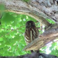 2026天然記念物大銀杏でアオバズクを撮る5🦉📸（足利市鑁阿寺）