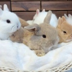 うのくらし