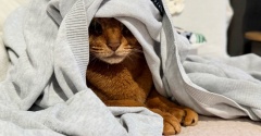 カーディガンの中の住人