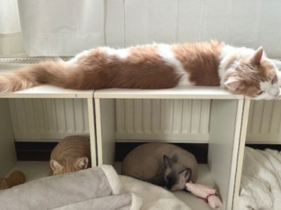 長い猫と55年前の物差しとノースマン