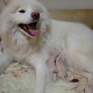 ムクムク秋田犬、そして・・・