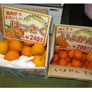 お彼岸の入りですね