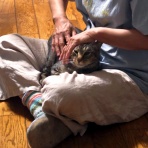 うちのとらまる