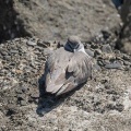 2026年5月10日の野鳥公園