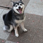 観音裏黄昏備忘録