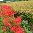 広く広くもっと広く☆曼殊沙華・古代米・秋の風景☆