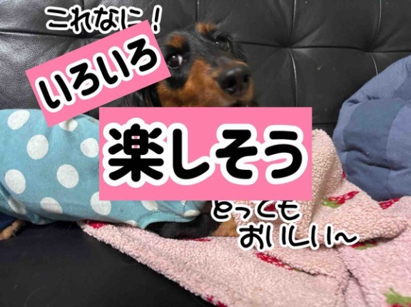 ポコちゃんかわいい〜。
