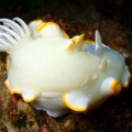 7月9日　ケブカガニ科の1種