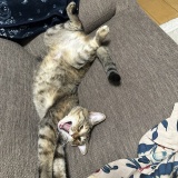 お知らせ雑談日記