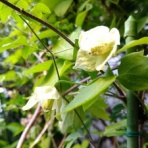 blog：自然と四季を楽しむ
