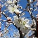 ストロークショットは正面向きのままで打つな