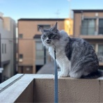 猫とふたり暮らし～evaとaiaiの日常～