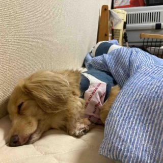 メルロコ一家の横須賀ストーリー