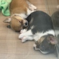 ★子犬紹介★