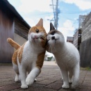 日本の野良猫たちが、混沌と魅力に溢れた写真とともに帰ってきた