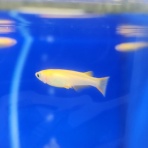 ワンラブ観賞魚部門の入荷情報ブログ！