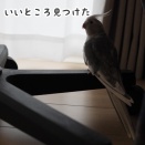 クスィーのお気に入りスポット