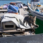 猫写真家・沖 昌之のブログ　野良ねこちゃんねる。　