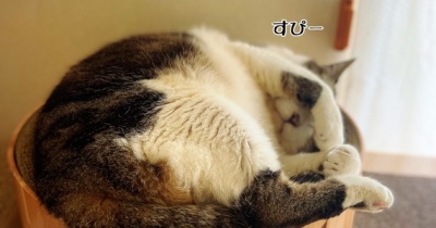 シュウさま☆超音波検査してきたよ。