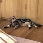 アンキャットホテルのblog