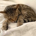 ようやくお顔のハゲが回復中
