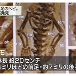 「４本足のヘビ」の化石を発見　トカゲ→ヘビの進化を裏付ける成果