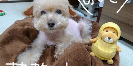 新 トイプードル シャオロンのまんが日記 シャーとらくちゃん