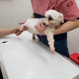 『【犬】くるみちゃん 血液検査』の画像