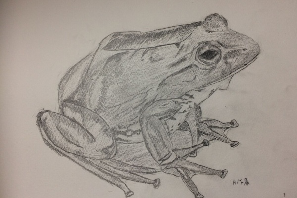 カエル 鉛筆画 イラスト Rehda Com