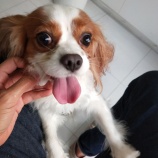 『ワンコも激増中!?』の画像