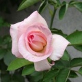 秋の花とスィートポテト