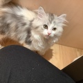 可愛いネコちゃんご紹介