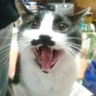 �إ륫�٤β���