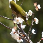 Web東京荏原都市物語資料館