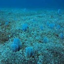 12.6 南房総波左間海中公園2ボートダイビング！