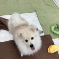 ポメラニアン🤍