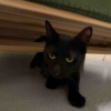 【黒猫ボーイ】お迎えトライアル開始！