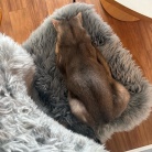 わが家には、ごめん寝のプロがいます