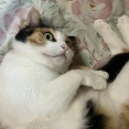 三毛猫 花ちゃん ６歳になった