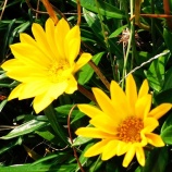 『私の光マイクロバブル入浴研究Ⅲ(106)光マイクロバブル足浴(9)』の画像