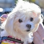 ちょいとそこログ