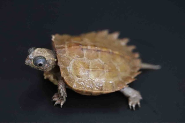 爬虫類クラブｊ千葉ニュータウン店 カメ